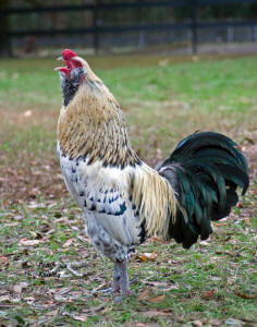 Americana Cock named Fred 