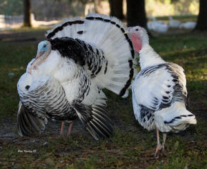 Royal Palm Turkey & Hen