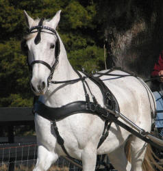 Horse Competition Harness